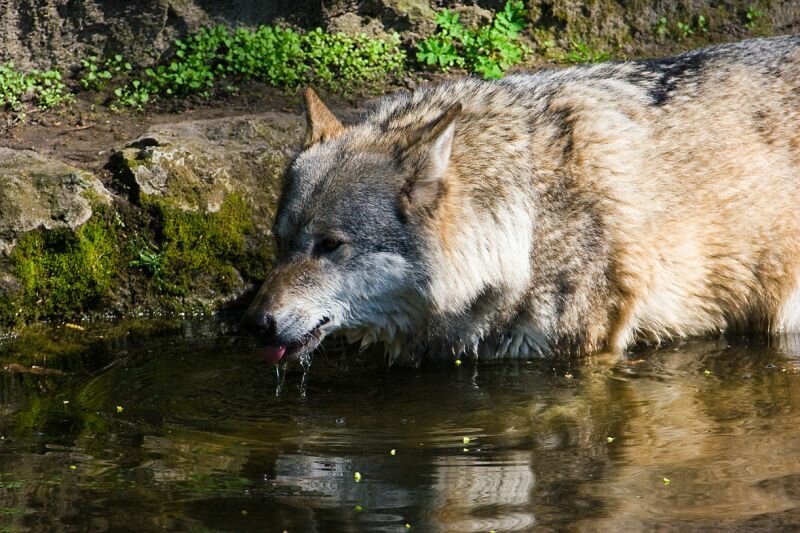 trinkender Wolf im Wasser