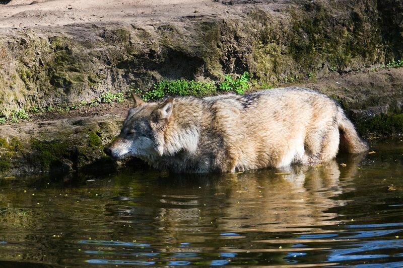 Wolf im Wasser