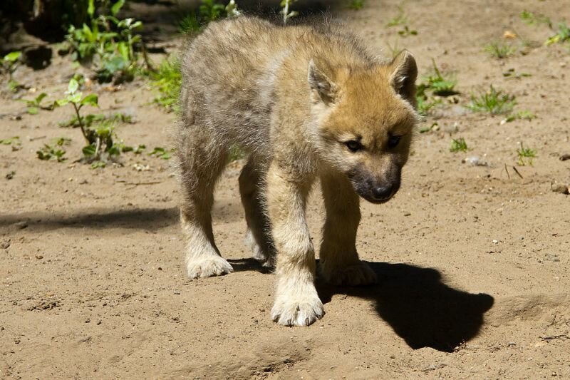 ein Wolfswelpe