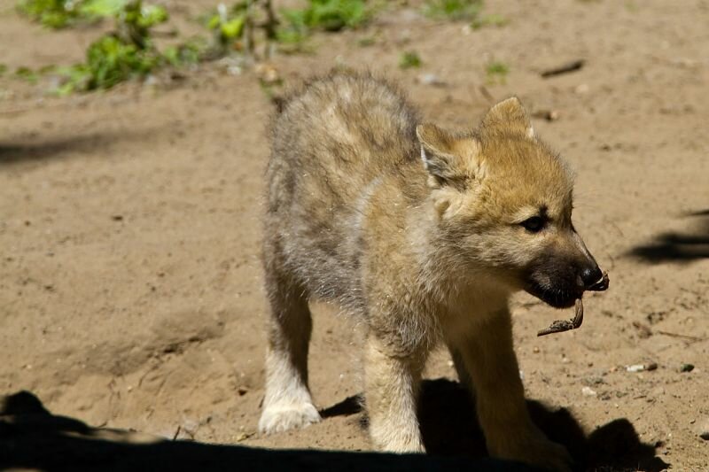 ein kleines Wolfsjunges