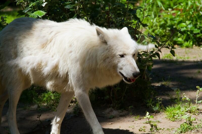 ein weißer Wolf