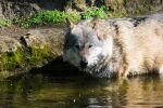 004-Wolf-im-Wasser.jpg