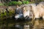 005-Wolf-trinkt-im-Wasser.jpg