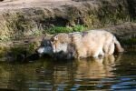 006-Wolf-im-Wasser.jpg