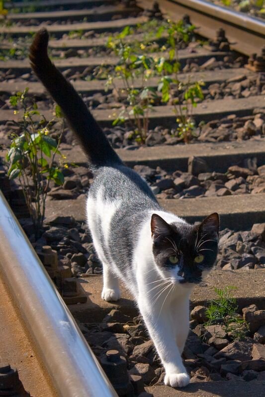 Katze auf den Gleisen