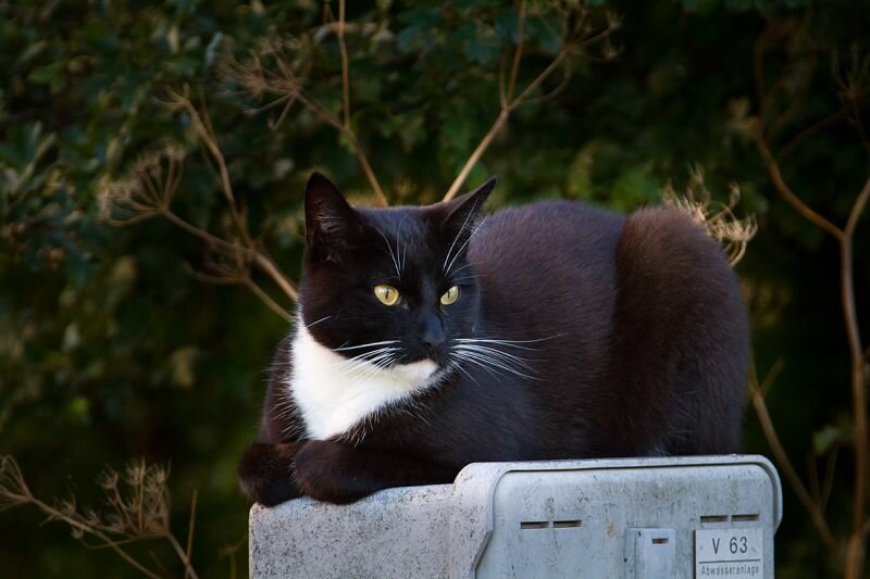 eine Katze auf einem Briefkasten