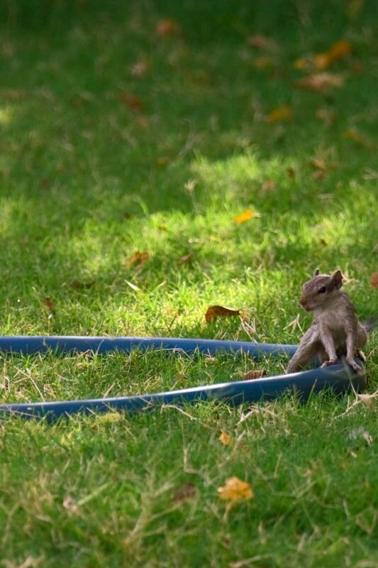 ein kleines Streifenhörnchen