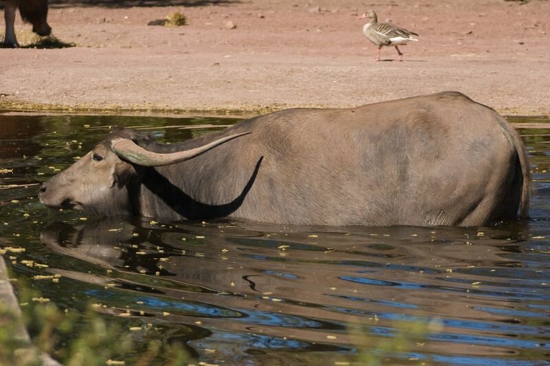 ein Büffel im Tierpark Berlin geht baden