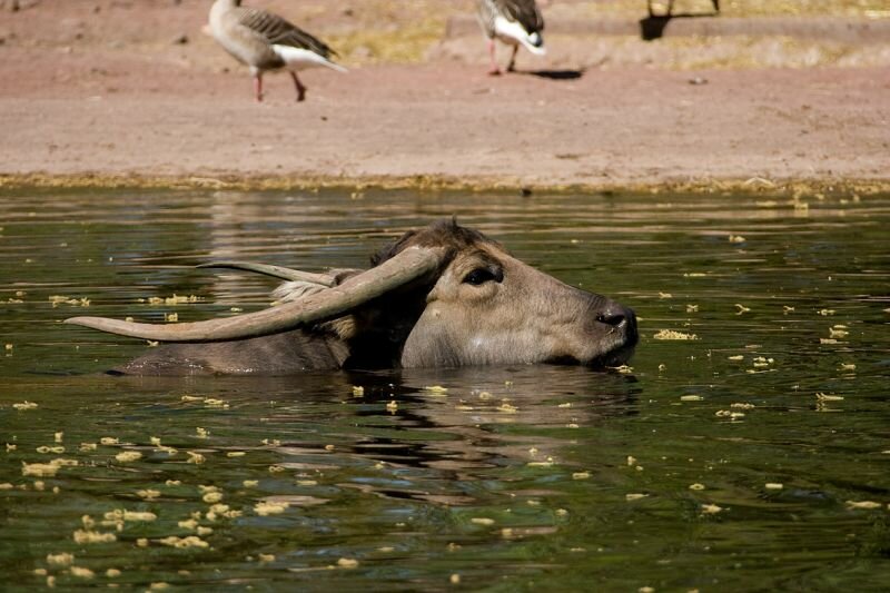 bis zum Kopf im Wasser steht dieser Büffel