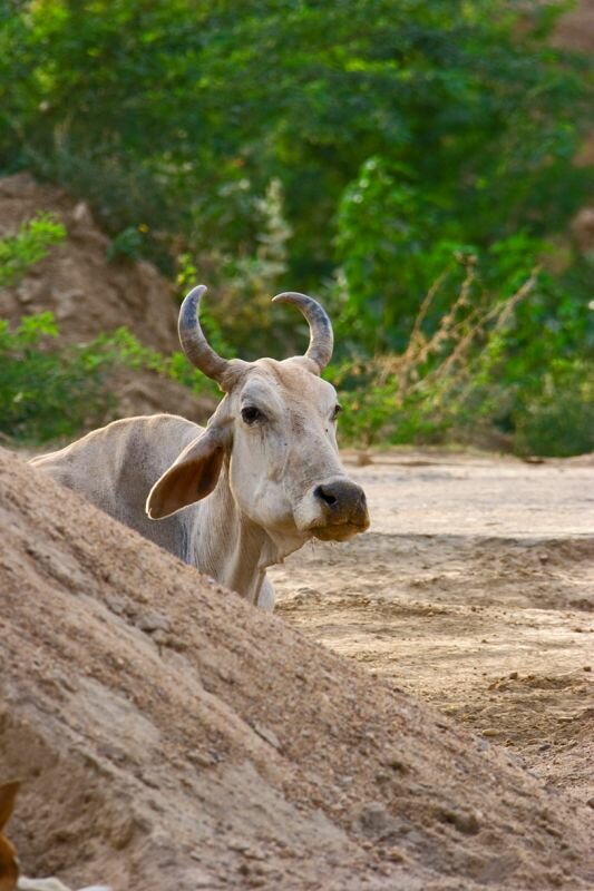 in Indien sieht man viele dieser heiligen Kühe