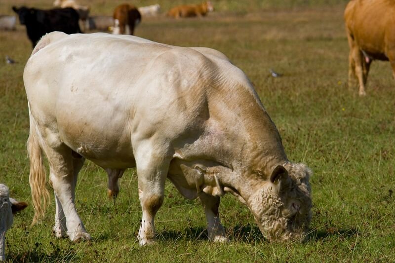 ein Bulle auf der Wiese