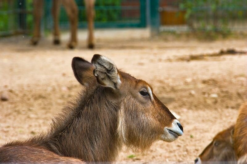 ein Ellipsenwasserbock