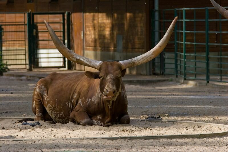 ein Watussi Watussirinder sind in Afrika ein Statussymbol