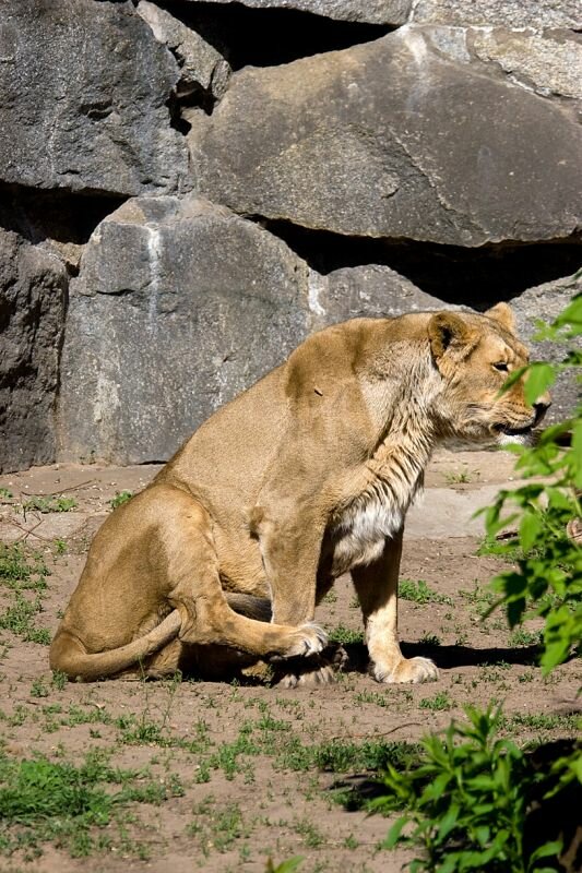 eine Löwin im Berliner Tierpark