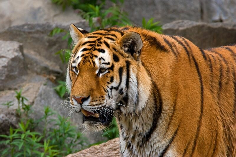 ein Tiger im Zoo