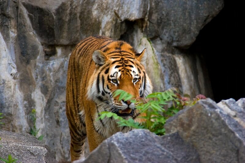 ein Tiger in seinem Gehege des Tierparks