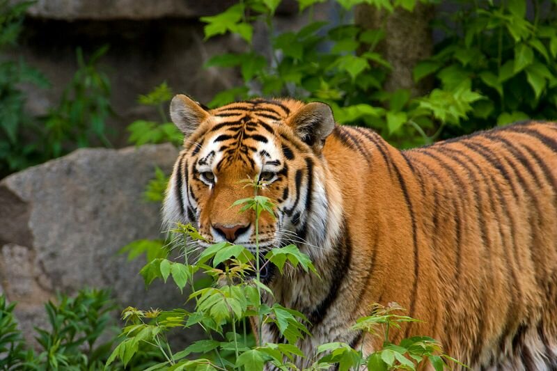 ein Tiger hinter einem Gebüsch