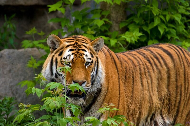 ein Tiger im Gebüsch