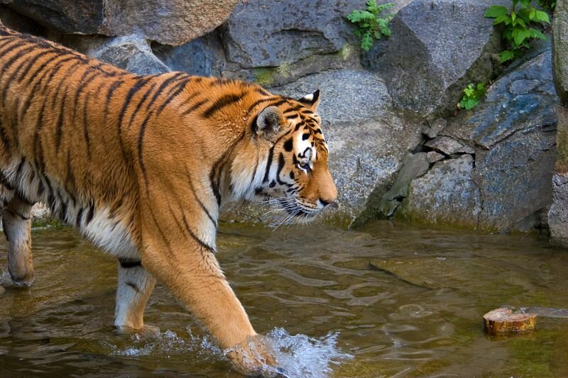 ein Tiger geht ins Wasser