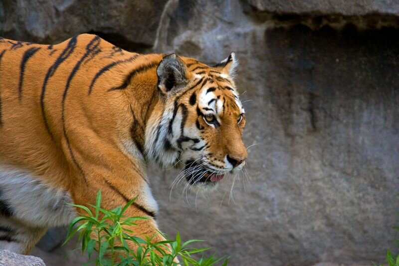 Tiger bei einem Rundgang