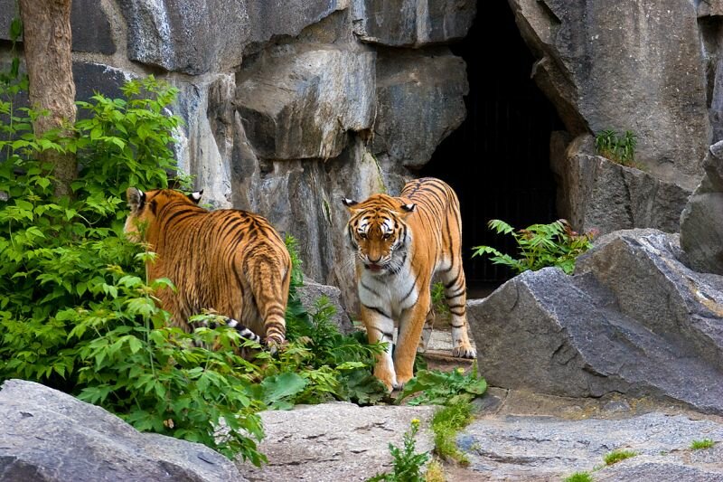 zwei Tiger im Berliner Tierpark Friedrichsfelde