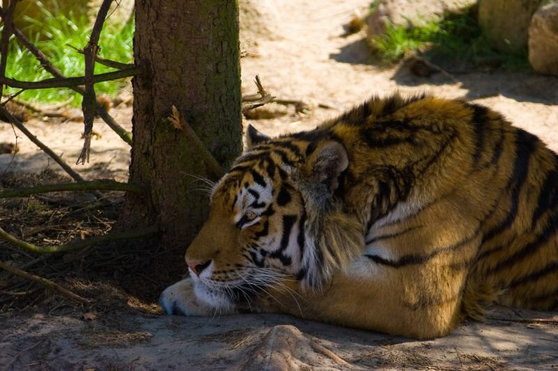 ein Tiger ruht sich im Schatten aus