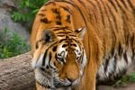 003-Tigerportrait.jpg