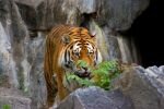 005-Tiger-in-seinem-Gehege.jpg