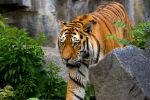 006-ein-grosser-Tiger.jpg