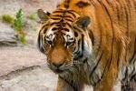 013-grosser-Tiger.jpg