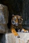 016-Tiger-schaut-unwillig.jpg