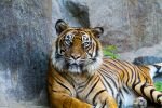 020-tiger.jpg