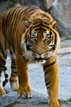 022-tiger.jpg