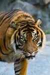 029-tiger-schaut.jpg