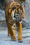 030-tiger.jpg