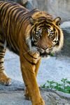 031-tiger-schaut-rueber.jpg