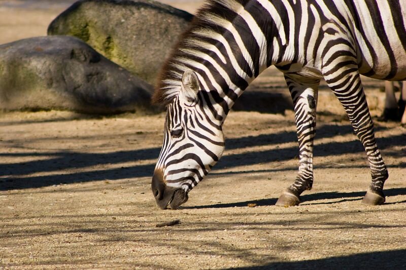 Ein Zebra