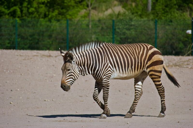 ein Zebra