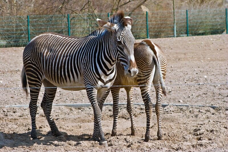 zwei Zebras