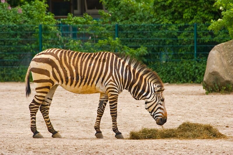 ein Zebra und ein Heuhaufen