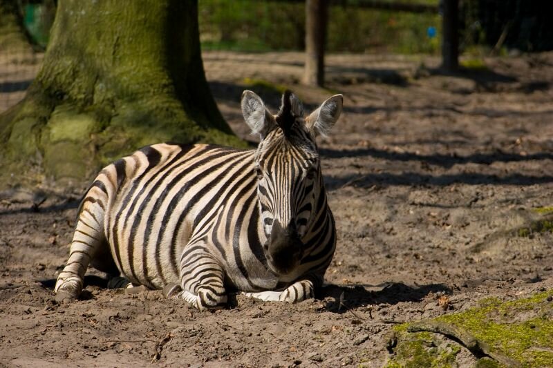 ein Zebra liegend