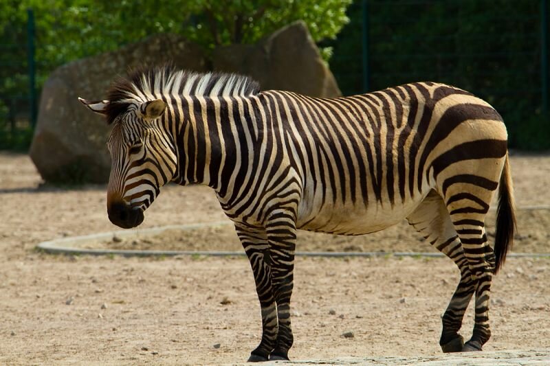 ein Zebra