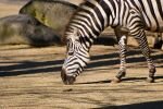 001-ein-Zebra.jpg