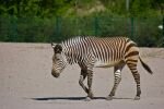 002-ein-Zebra.jpg