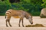 005-Zebra-und-ein-Heuhaufen.jpg