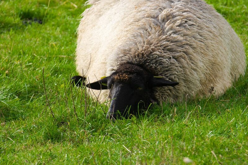 Ein müdes Schaf auf einer Wiese