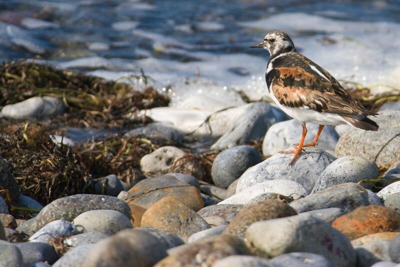 ein Vogel am Strand (Steinwälzer)