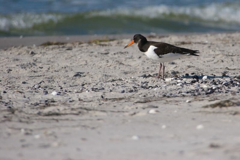 ein Vogel am Strand