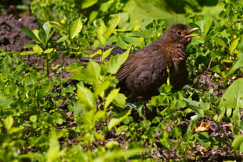 eine Amsel im Gebüsch