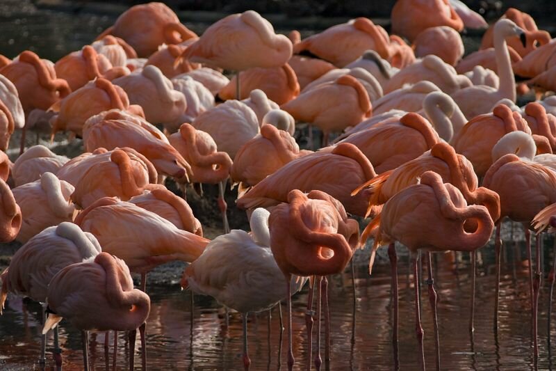 eine Gruppe Flamingos